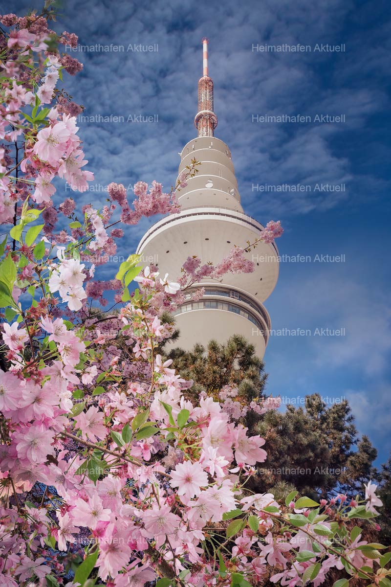 Hamburg-Fotos-HAL-00067-Kirschblüte am Fernsehturm